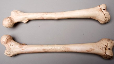 Femur enthusiastsのバナー