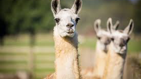 Professional Llama