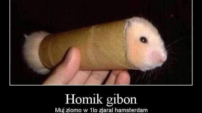 Homik gibon
