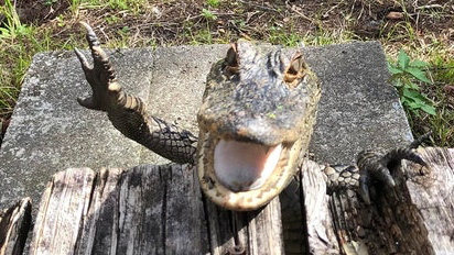 Gatorsのバナー