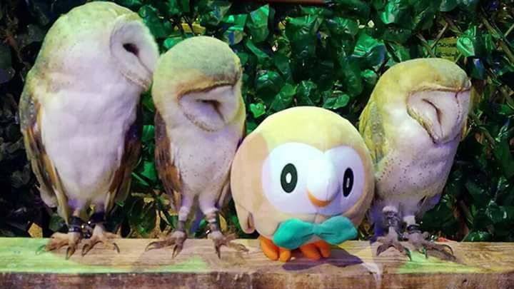 owl stump