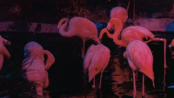 flamingo