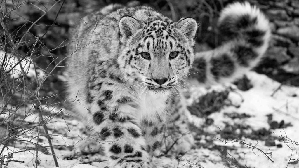 Snow leopardsのバナー