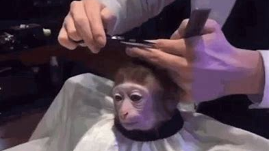 real monkeysのバナー