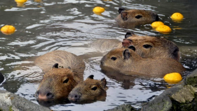Capybaraのバナー