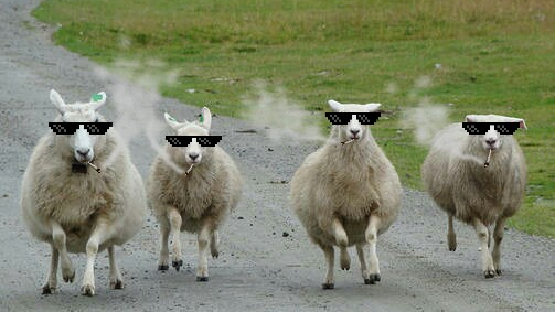 BaAh ShEeP