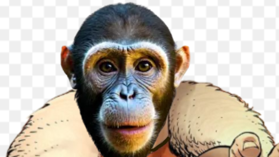 the monkey empireのバナー