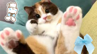 Pookiのバナー