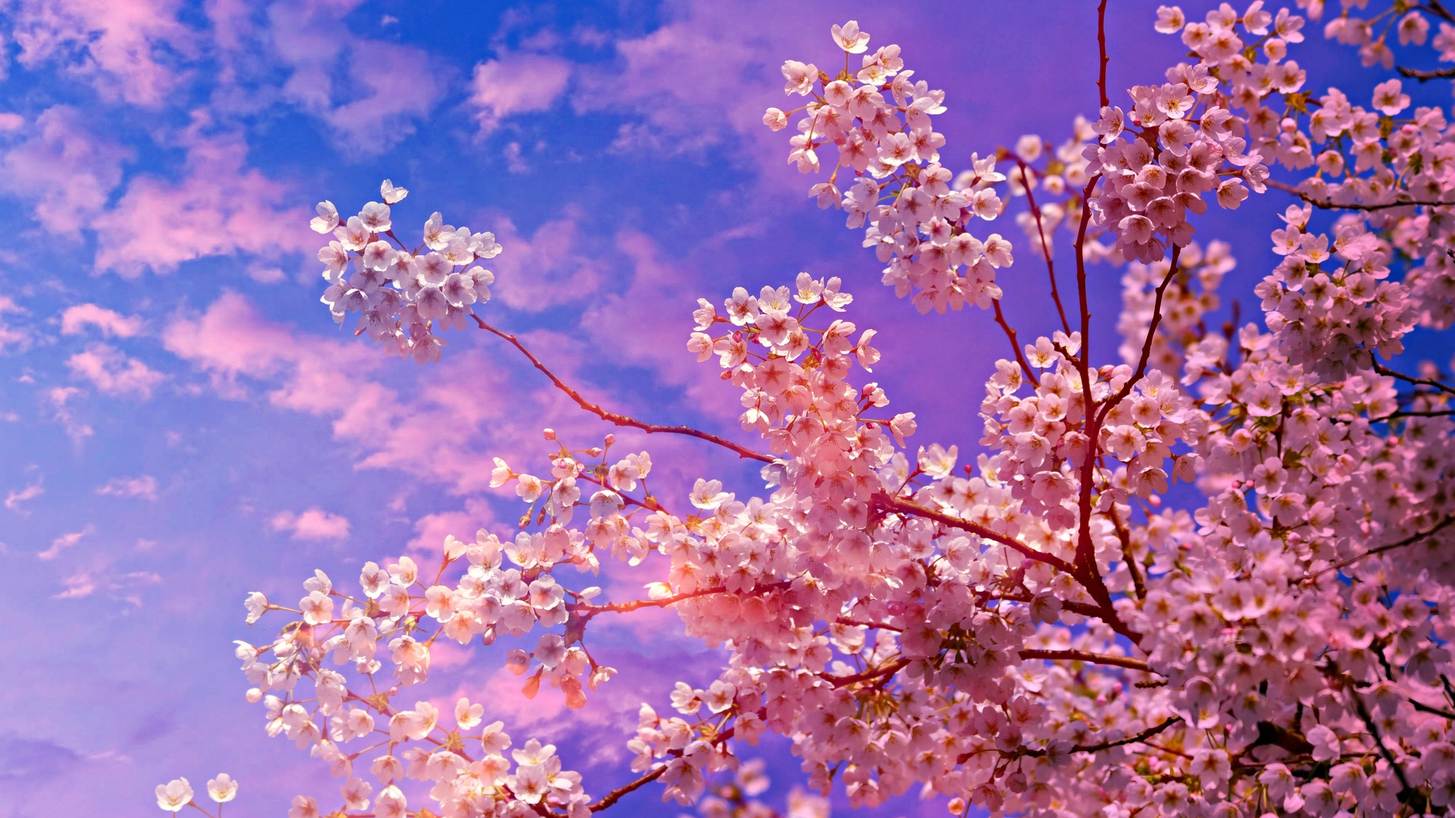 Sakura Blessings bar staffのバナー