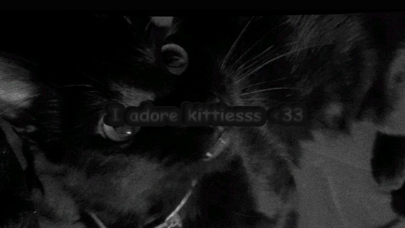 Kitten Loverrrのバナー