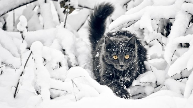 Magic Snow Katのバナー