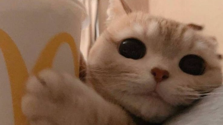 MCDONALD'S FRENCH FRIESのバナー