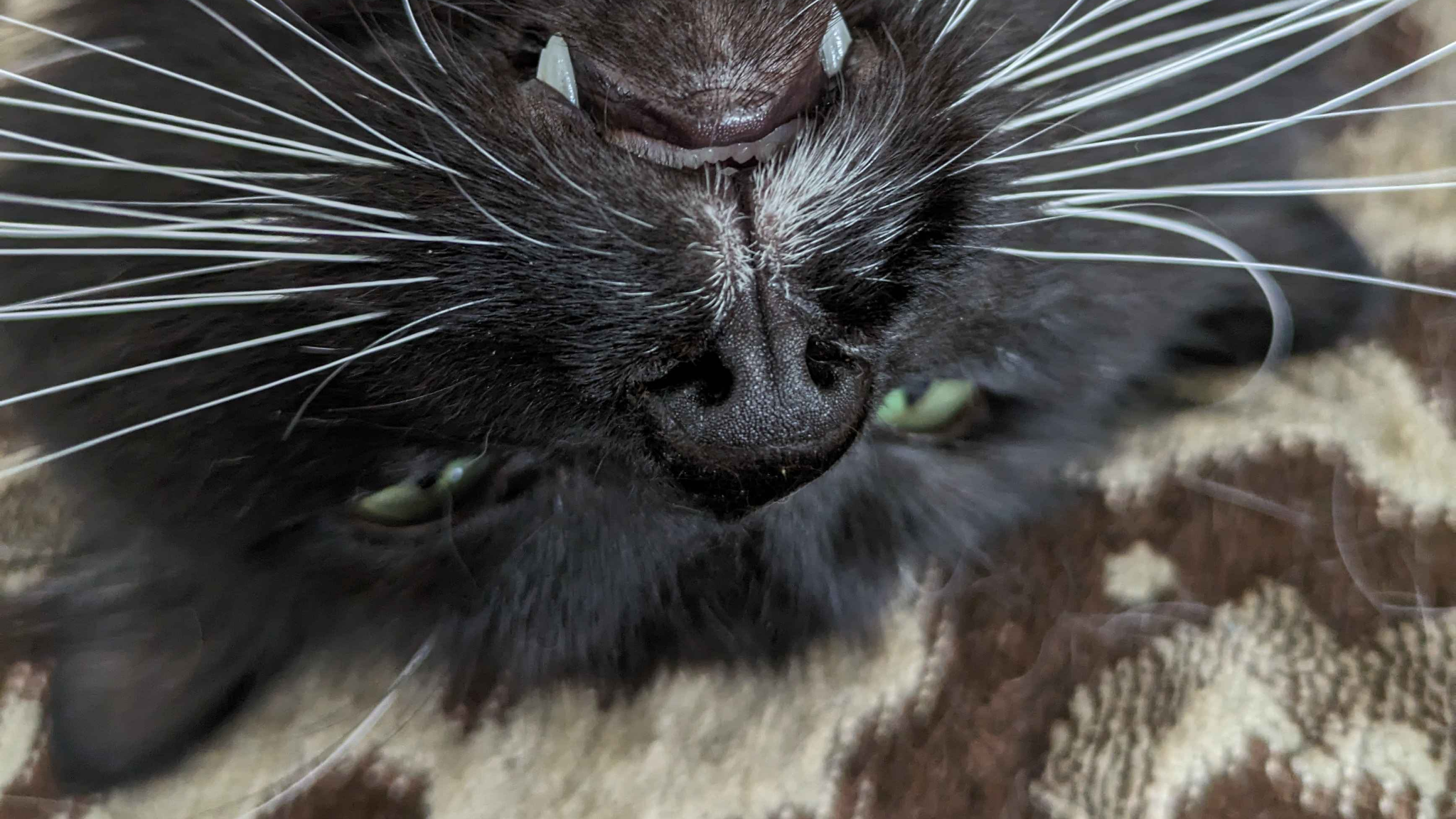 MeowMeowMeow