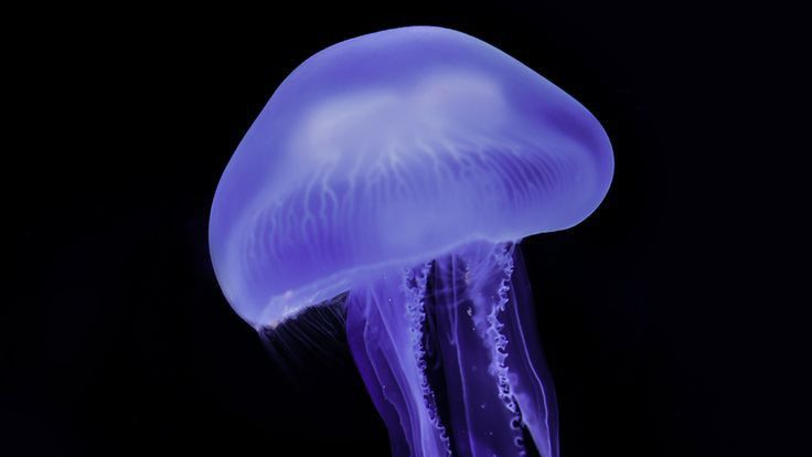 jelly fish bar