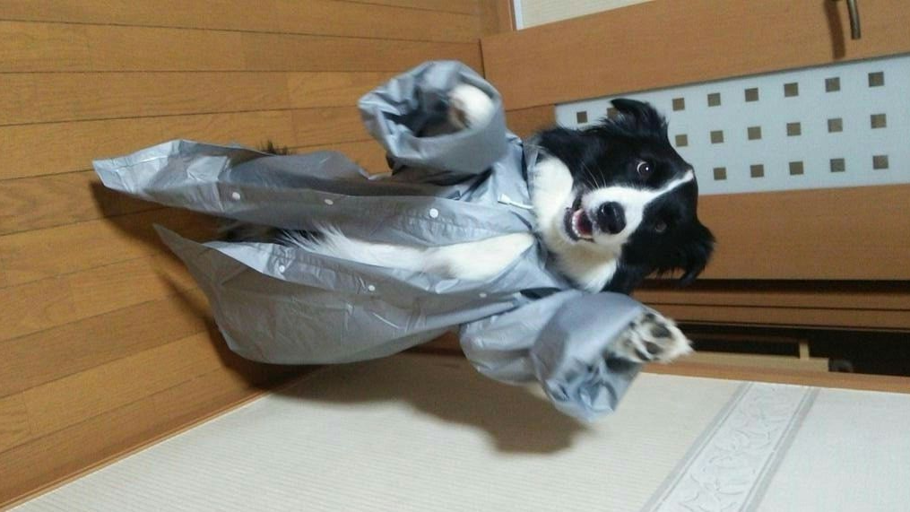 Dawggieeのバナー