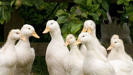 QuackCouncil