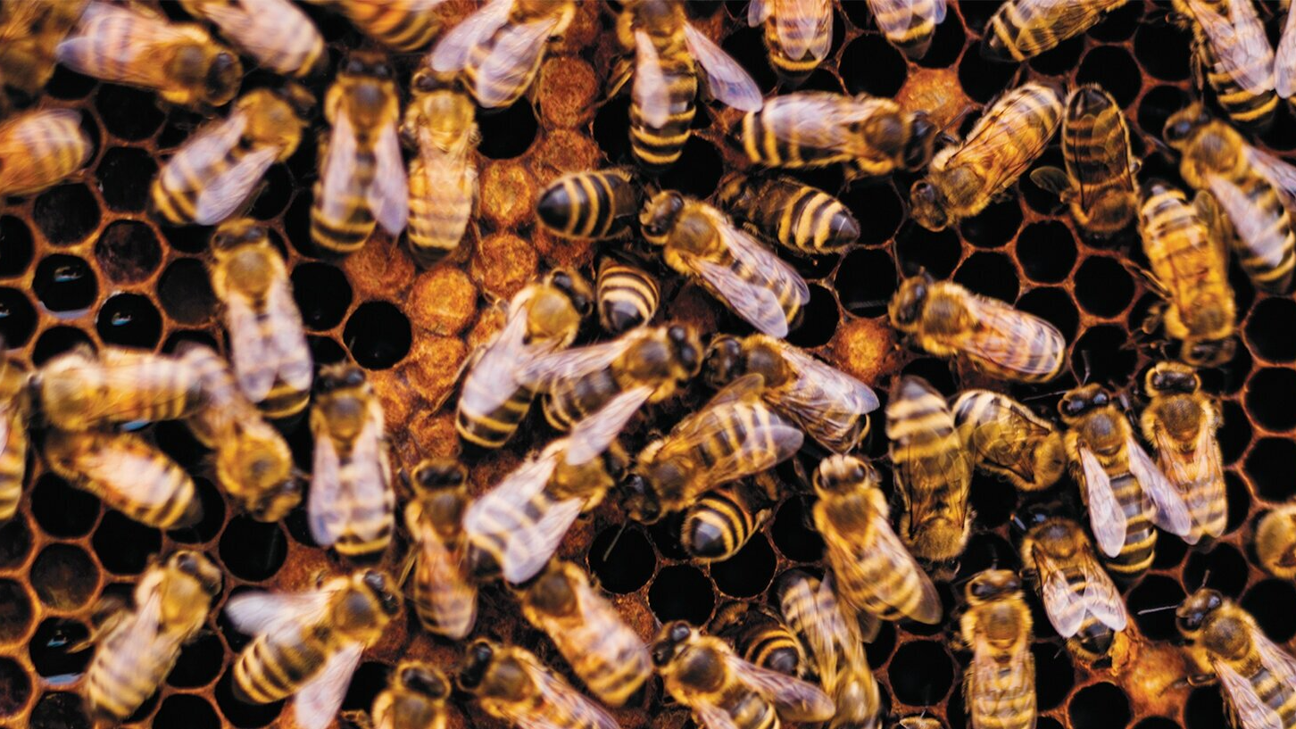 The Apiaryのバナー