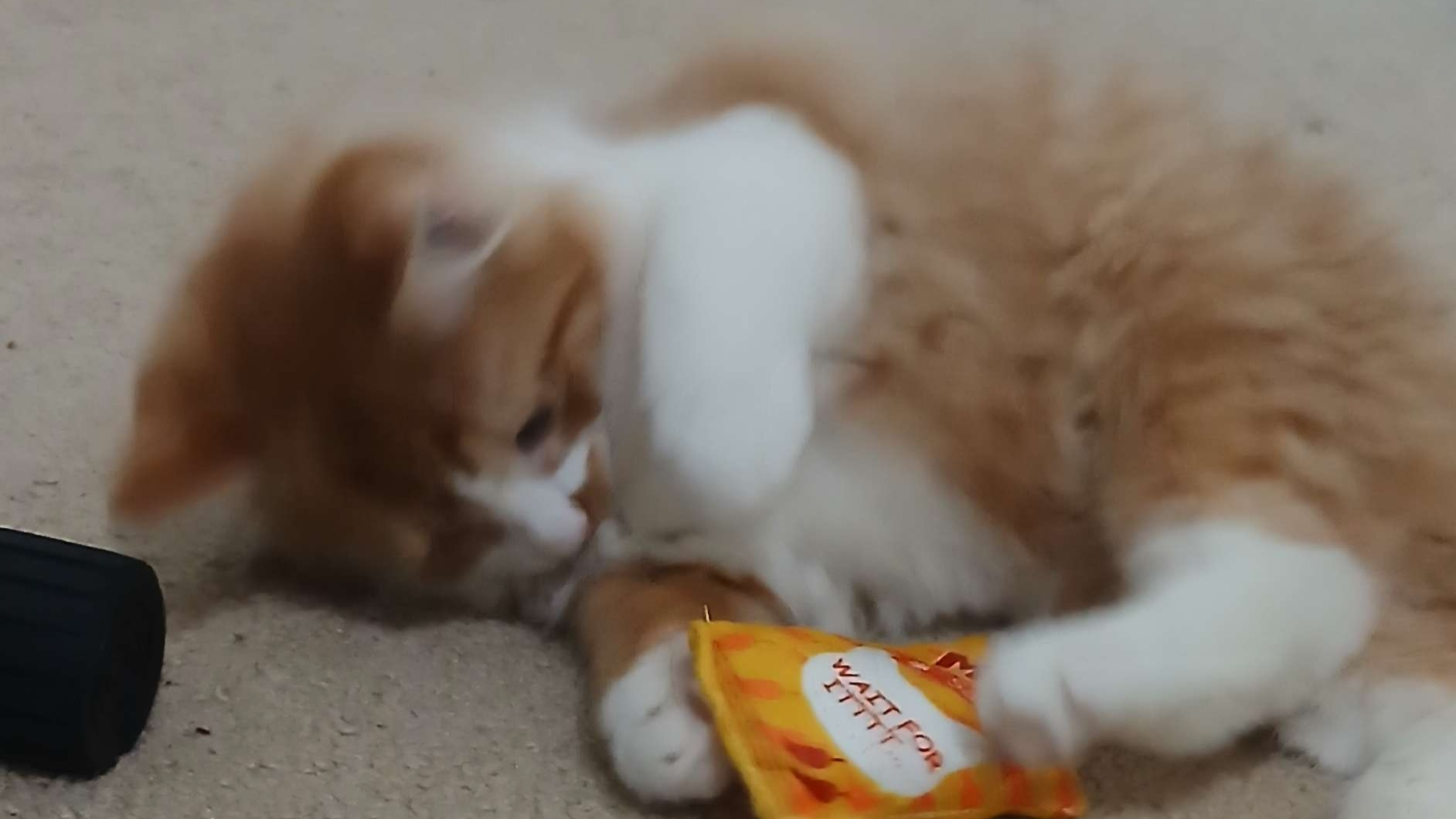 Kitty catsのバナー