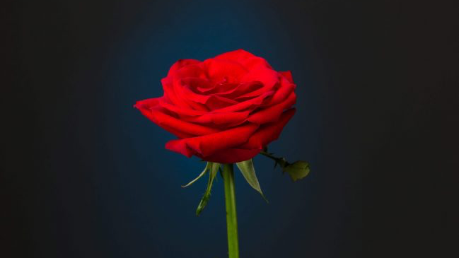 Roses Garden