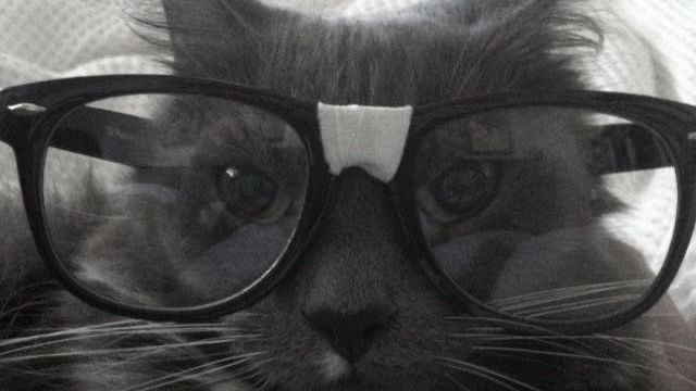 nerdy ass catのバナー