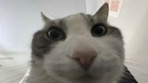 Certified Wunkus