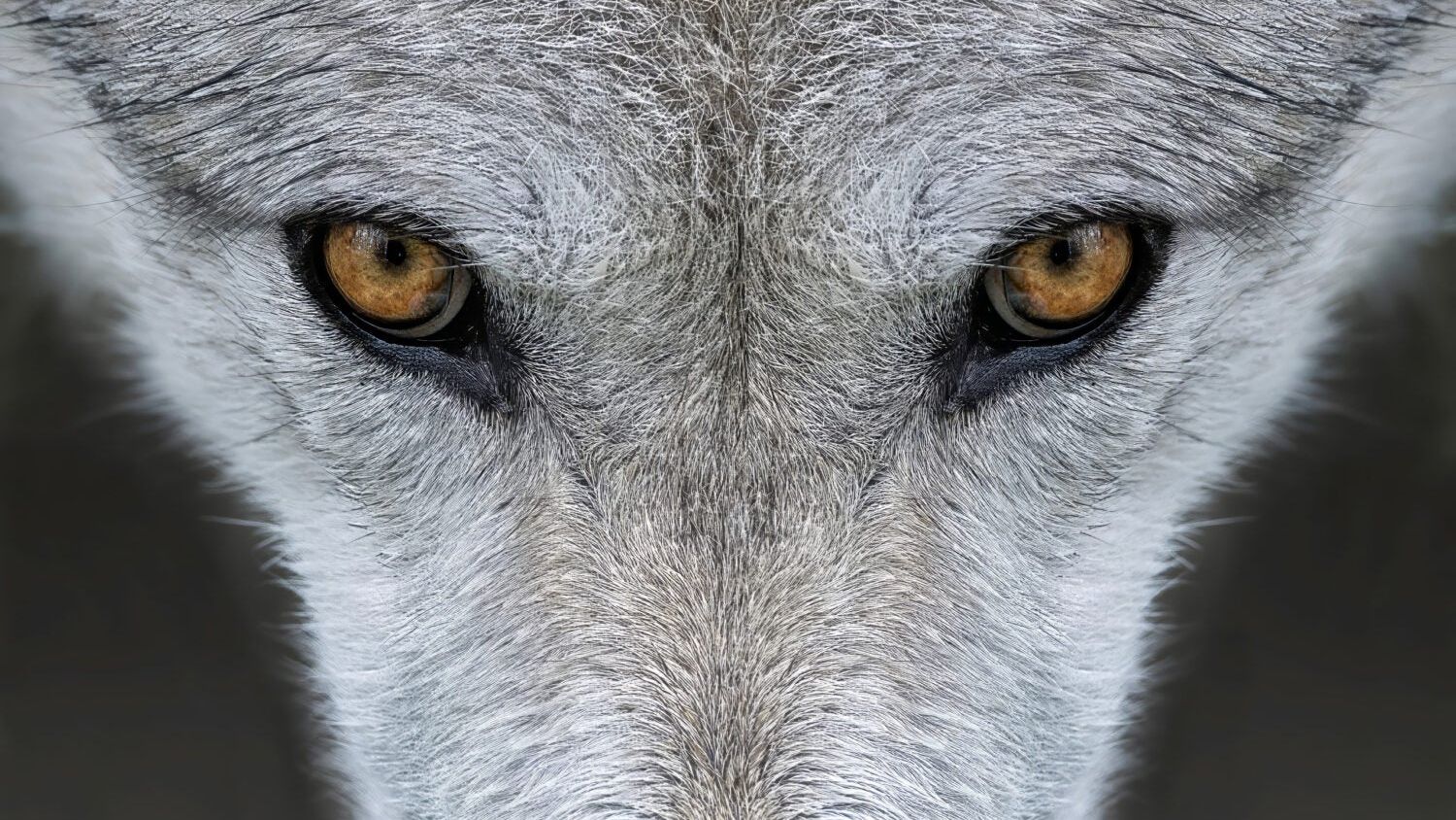 Wolves of the Stray Disperserのバナー