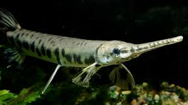 The LongNose Gar Groupのバナー