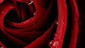 Blood rose mafiaのバナー