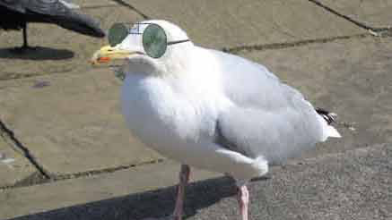 SEAGULLS UNITEDのバナー