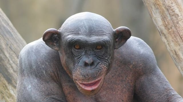 Monkeylords fans