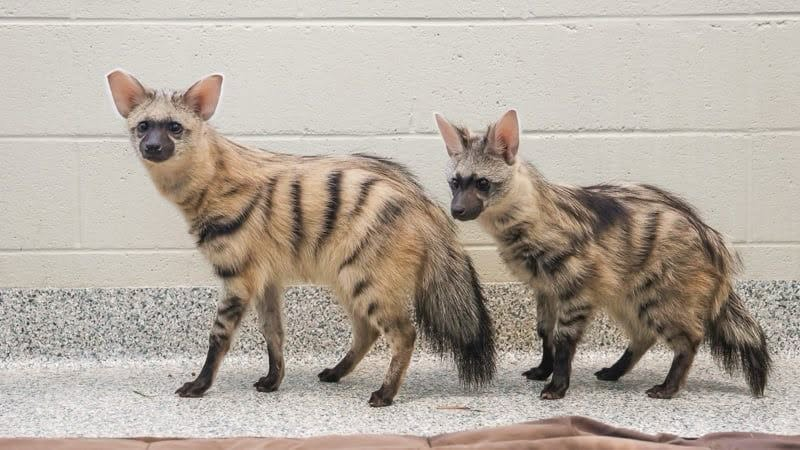 Varified Aardwolfのバナー