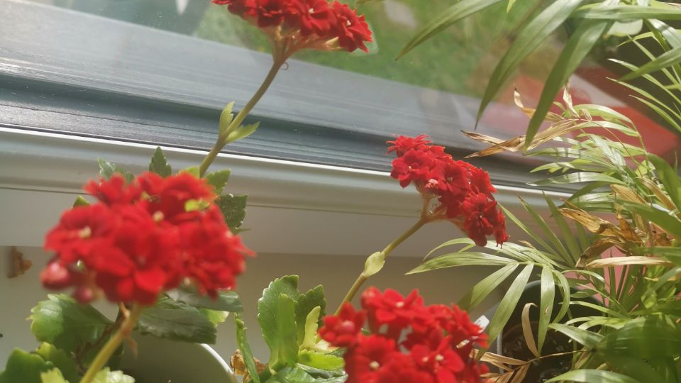 Owwys Plants
