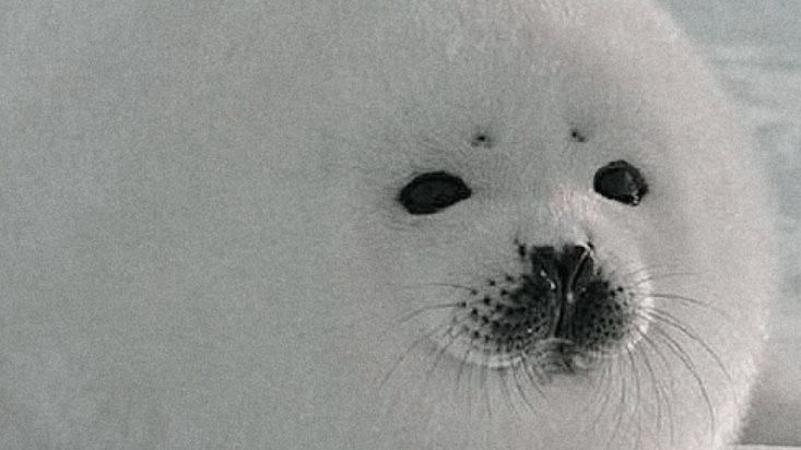 Hungry Seal Cultのバナー