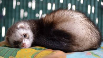 The ferret gang