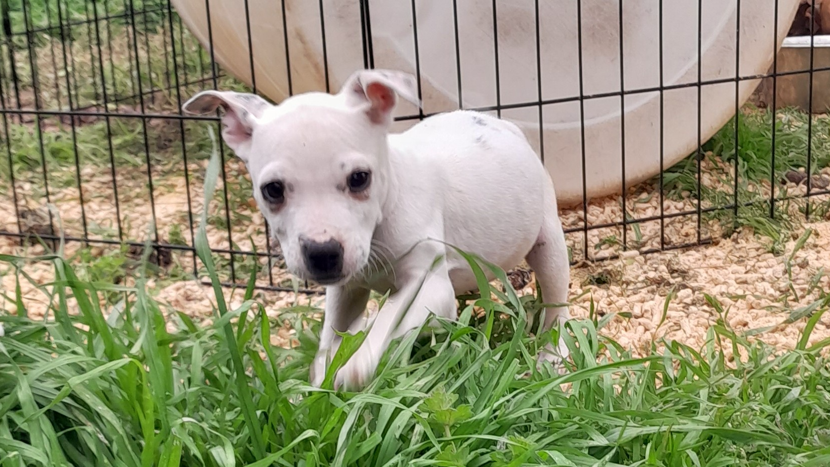 American Pitbull Terriers