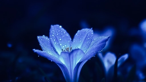 PETALS