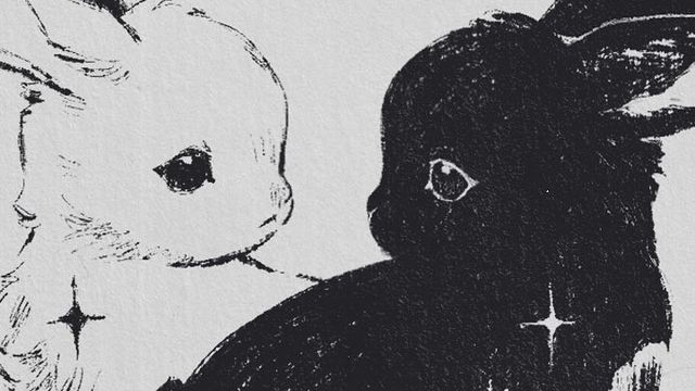Shimos bunnies