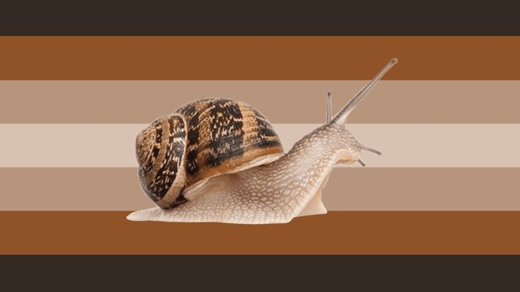 Slimy snailsのバナー