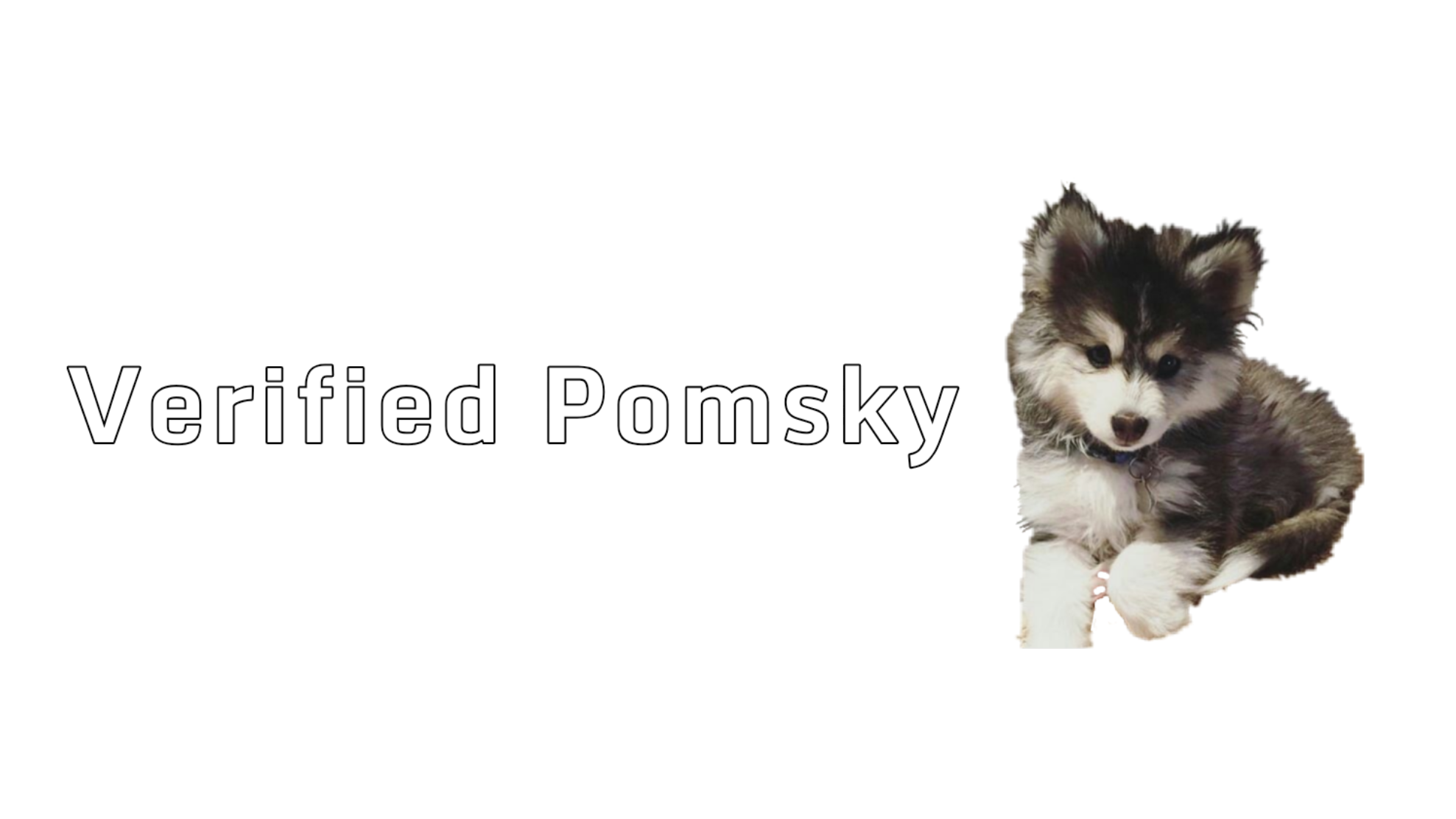 Pomsky pupのバナー