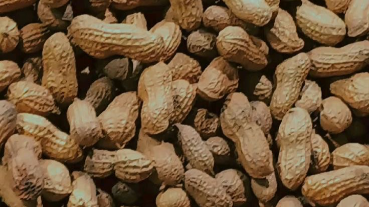 Peanut