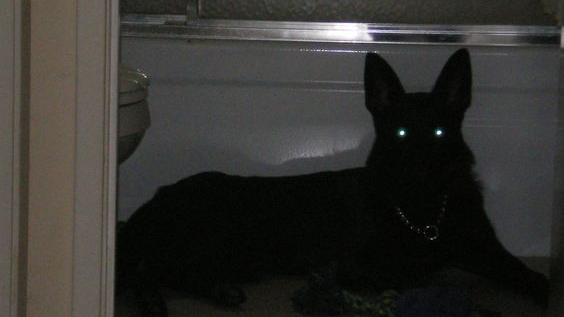 HELLHOUNDS