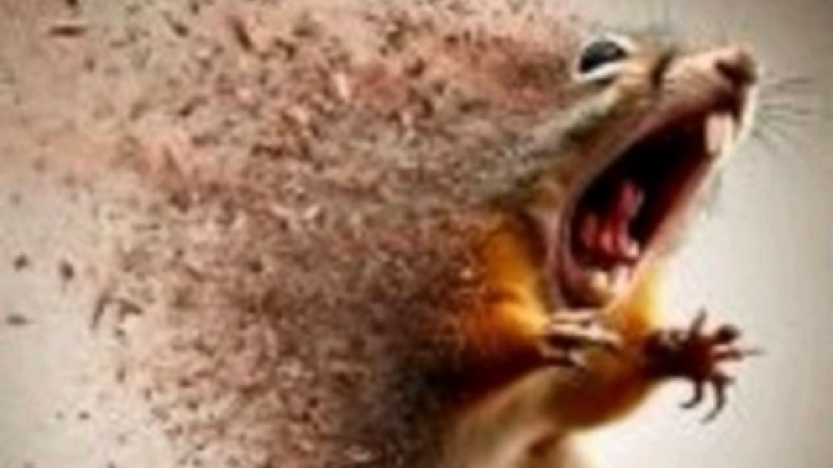 Disintegrating squirrel