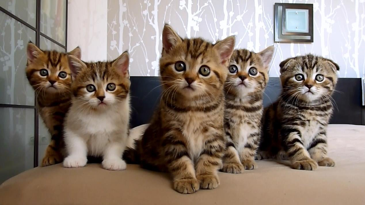 The Kitten Playhouse