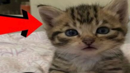 spazz's catsのバナー