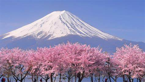 Cherry Blossom Patch