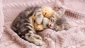 Sleepy kittens