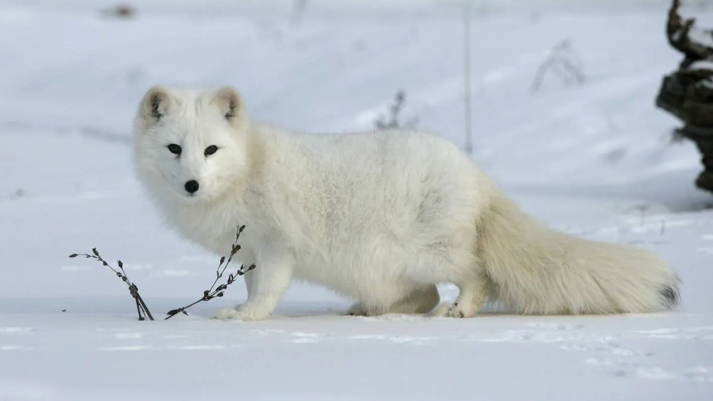 Arctic's Lewdiesのバナー