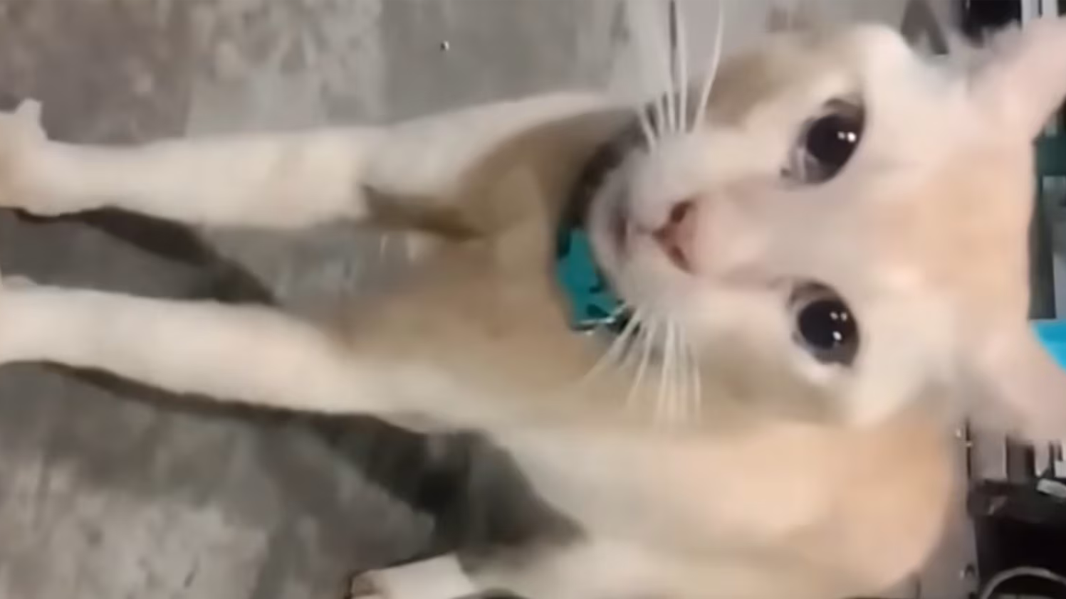 吼姆拉酱的窝のバナー