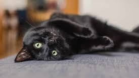 BLACK KITTY LOVERSのバナー