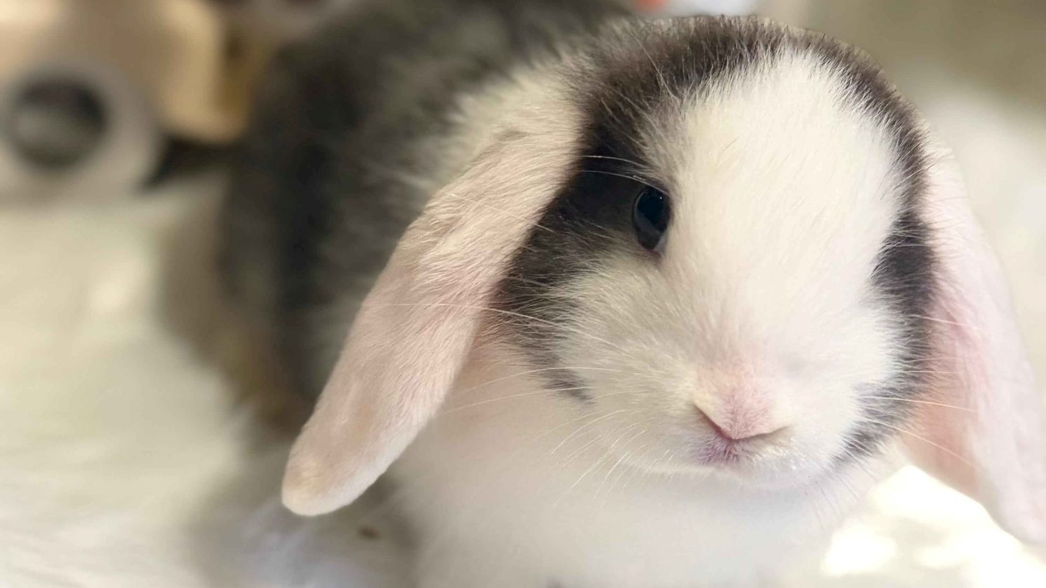 bunny dadsのバナー